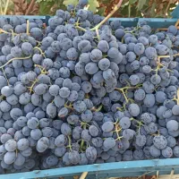 انگوردیمی سردشت یک تن دارم