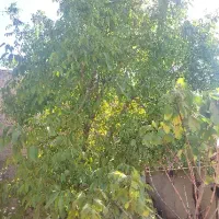 خانه ویلایی کلنگی تهاتر با آپارتمان|فروش خانه و ویلا|گلمکان, |دیوار