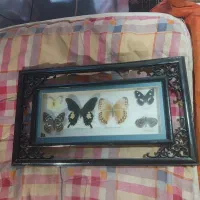 پروانه تابلو شده