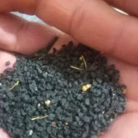 تخم پیازچه .تخم سیاه