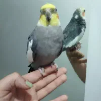 عروس هلندی سینامون نر|پرنده|رشت, پیرکلاچای|دیوار