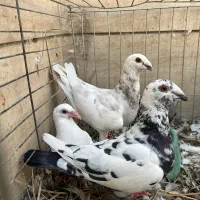 جفت کفتر پلاکی