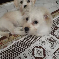 دوتا توله سگ اشپیتز کراس