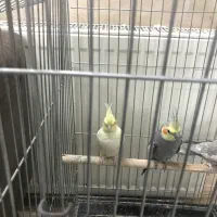 عروس هلندی جوان|پرنده|اردکان, |دیوار