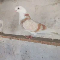 کبوتر|پرنده|قشم, |دیوار