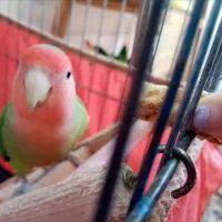 طوطی برزیلی نر معاوضه با عروس هلندی نر