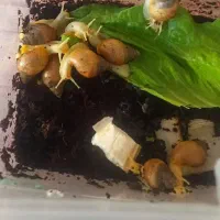 حلزون خش