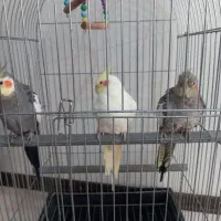 ۳عدد عروس هلندی ۲عدد نر۱عدد ماده و  ۲عدد فنچ