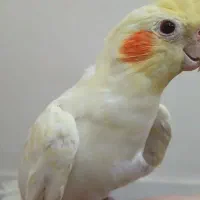 دوعدد عروس هلندی
