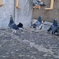 پرنده|پرنده|جغتای, |دیوار