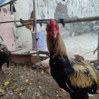 خروس ذات دار