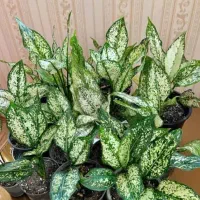 گل های زیبا