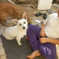 سگ پاکوتاه اشپیتز|سگ|مشهد, یاس|دیوار