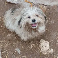 توافقی|سگ|سراب, |دیوار