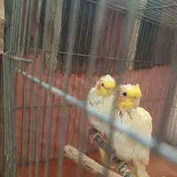 جوجه عروس هلندی