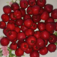 زالزالک یا گویژ بلچ قرمز