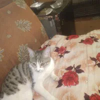 پیشی ملوسی|گربه|نمین, |دیوار