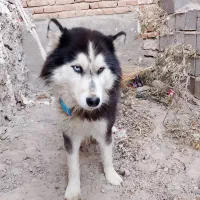 هاسکی|سگ|بناب, |دیوار