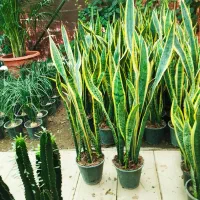 سانسوریا شمشیری ابلق ،گل وگیاه آپارتمانی