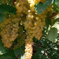 نهال انگور فخری|خدمات باغبانی و درختکاری|کامیاران, |دیوار