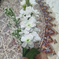 تشریفات