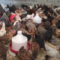 جوجه دورگه گلپایگانی و محلی|حیوانات مزرعه|جم, |دیوار