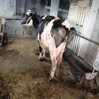 گاو ابستن شیش ماه ونیم