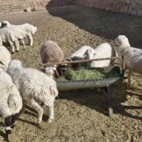 بره نر وپیش|حیوانات مزرعه|میمه, |دیوار