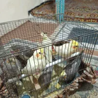 عروس هلندی|پرنده|اسلام‌شهر, شهرک طالقانی|دیوار