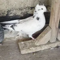 کفتر|پرنده|نجفآباد, کهریزسنگ|دیوار