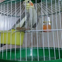 عروس هلندی