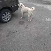 هاسکی ماده رایگان