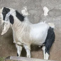 واگذاری دوبر پاکستانی