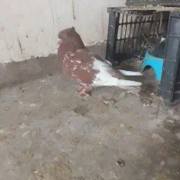 کبوتر کله ای|پرنده|مسجد سلیمان, |دیوار