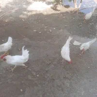 خروس فروشی فوری
