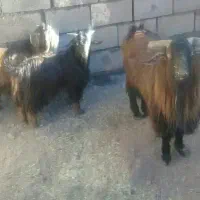 بزغاله نر و نربز|حیوانات مزرعه|فردوس (خراسان), |دیوار