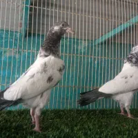 پاکستانی عالی و درجه یک|پرنده|بندرعباس, |دیوار