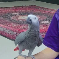 کاسکو سخنگو و دستی و رام|پرنده|جم, |دیوار