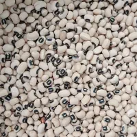 حبوبات و خشک بار انواع لوبیا|عمدهفروشی|بهمن, |دیوار