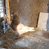 کبوتر رنگی|پرنده|مشهد, کلاته برفی|دیوار