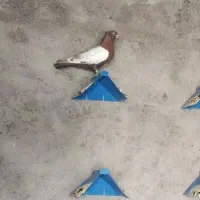 کفتر سینه ای