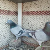 دوبر|پرنده|اردبیل, |دیوار