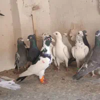 کفتر پلاکی|پرنده|شیراز, پانصد دستگاه ارتش|دیوار