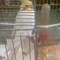 فروش پرنده