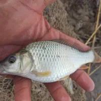 بچه ماهی آمور وکپور|ماهی|قصرشیرین, |دیوار