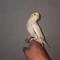 عروس هلندی ماده کاملا دستی|پرنده|تیران, |دیوار