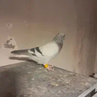 سبز دم سفید|پرنده|شیراز, انجیره|دیوار