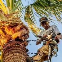 اره افقی بر درخت خرما (اقساطی ابزار ملت)