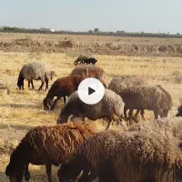 میش افشار|حیوانات مزرعه|شاهینشهر, گرگاب|دیوار