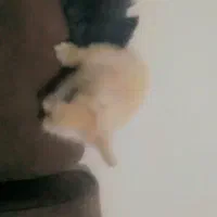 خرگوش لوپی مینیاتوری|موش و خرگوش|مشهد, شهید قربانی|دیوار